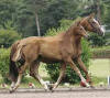 Laetizia (Lauries Crusador X Grand Cru X Wonderful) Born 2-10-2006