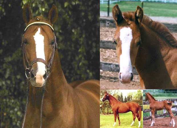 Father and son - Wonderful (left) and his first son born in Canada