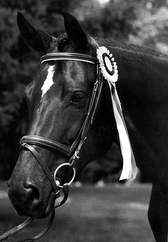 Champion mare by Wonderful (click on picture to see more)